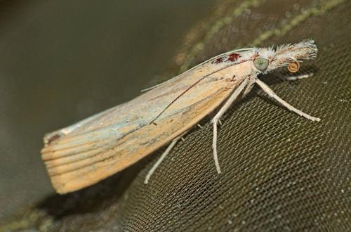 Agriphila sp.